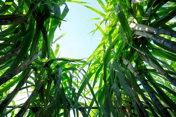 Sugarcane Plants Growing Blue Sky — Stock Photo, Image