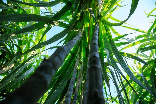 Рослини Цукрової Тростини Ростуть Полі — стокове фото