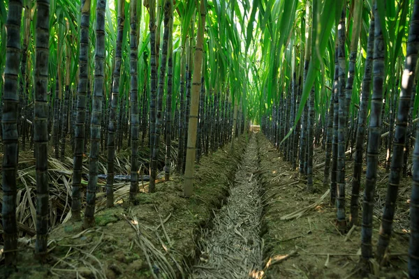 Sugarcane Plants Growing Field — Stock Photo, Image