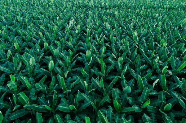 Vista Aérea Das Bananeiras Que Crescem Campo — Fotografia de Stock