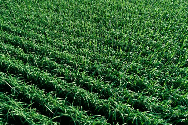 Vista Aérea Plantas Cana Açúcar Crescendo Campo — Fotografia de Stock