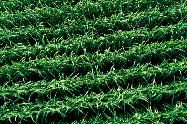 Veduta Aerea Delle Piante Canna Zucchero Che Crescono Sul Campo — Foto Stock