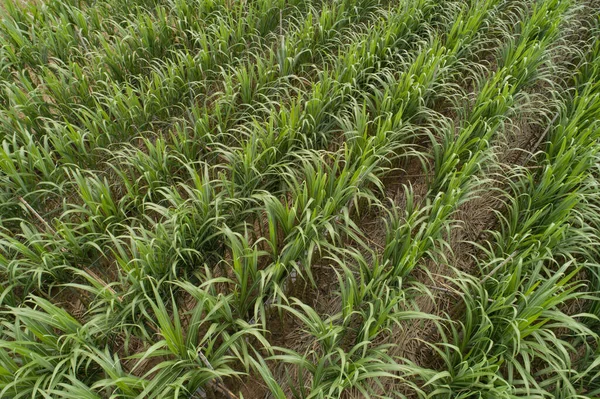 Vista Aérea Plantas Cana Açúcar Crescendo Campo — Fotografia de Stock