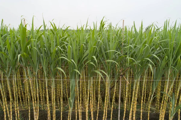 Veduta Aerea Delle Piante Canna Zucchero Che Crescono Sul Campo — Foto Stock