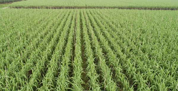 Vista Aérea Plantas Cana Açúcar Crescendo Campo — Fotografia de Stock