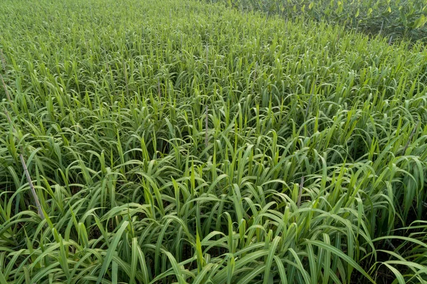 田间种植甘蔗植物的空中景观 — 图库照片