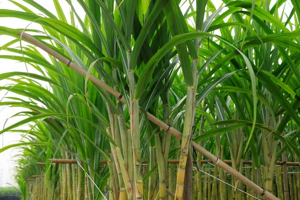 Сахарный Тростник Растет Небом — стоковое фото