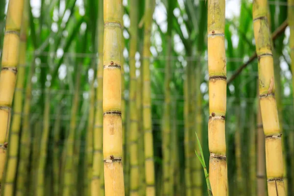 Sugarcane Field Plants Growing — Stock Photo, Image