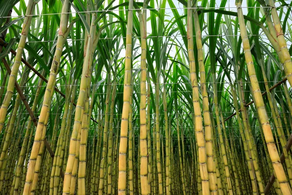 Sockerrörsfält Med Växter Som Växer — Stockfoto
