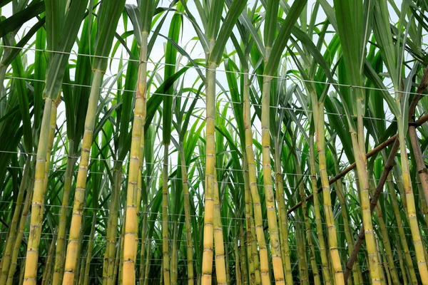 Suikerrietveld Met Groeiende Planten — Stockfoto