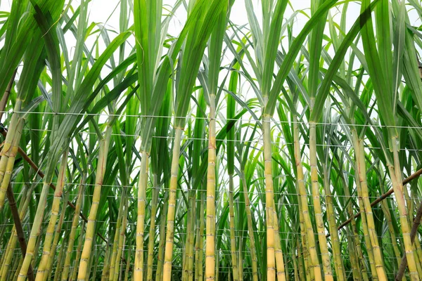 Sugarcane Field Plants Growing — Stock Photo, Image