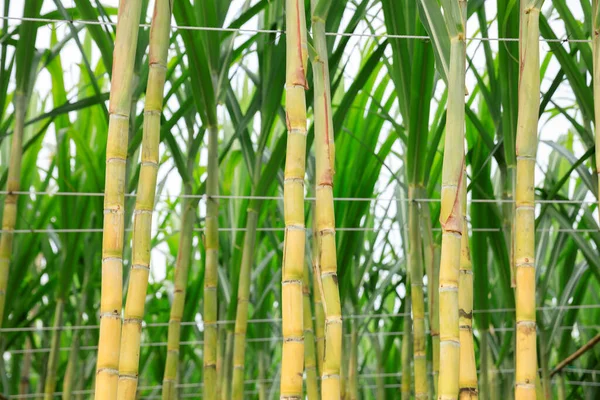 种植植物的甘蔗田 — 图库照片