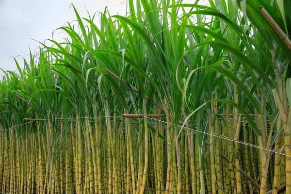 Campo Cana Açúcar Com Plantas Crescendo — Fotografia de Stock