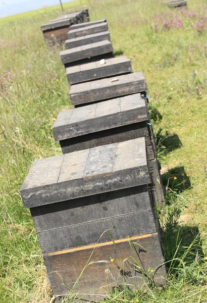 Caixas de apicultura — Fotografia de Stock