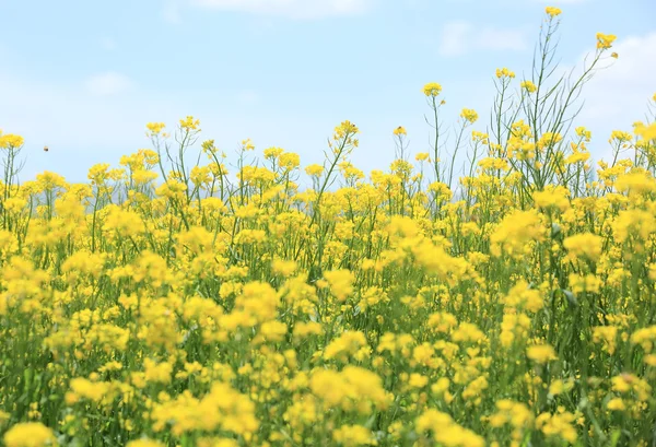 Fiore di cole — Foto Stock