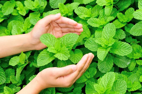 Kvinna händer skydda mint växt — Stockfoto