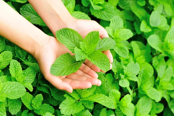 Las manos de la mujer protegen planta de menta —  Fotos de Stock