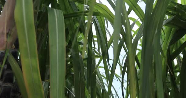 Câmp Zahăr Plante Creștere — Videoclip de stoc