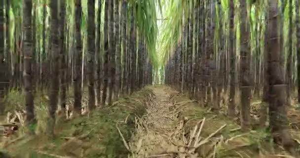 Pole Cukrové Třtiny Pěstováním Rostlin — Stock video