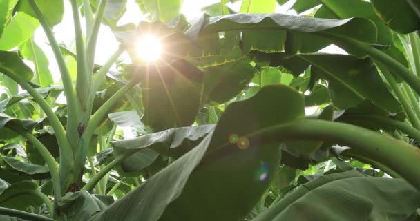 Widok Drzew Bananowych Rosnących Polu — Wideo stockowe