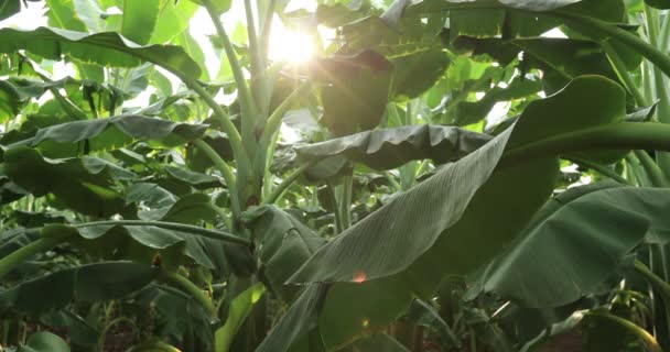 畑で育つバナナの木の眺め — ストック動画