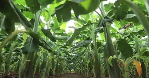 畑で育つバナナの木の眺め — ストック動画