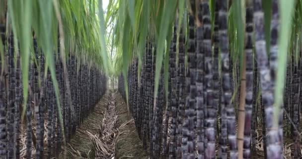 Champ Canne Sucre Avec Des Plantes Croissance — Video