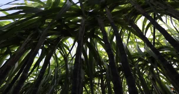 Suikerrietveld Met Groeiende Planten — Stockvideo