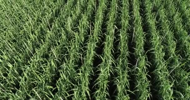 Sockerrörsfält Med Växter Som Växer — Stockvideo