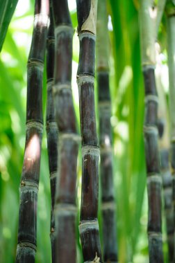 Bitkilerin yetiştiği şeker kamışı tarlası