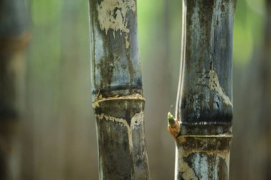 Bitkilerin yetiştiği şeker kamışı tarlası