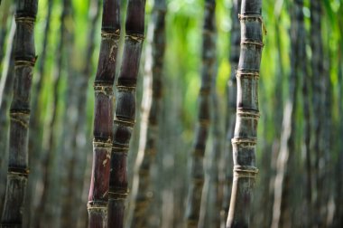 Bitkilerin yetiştiği şeker kamışı tarlası