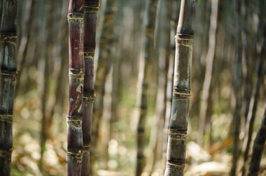 Bitkilerin yetiştiği şeker kamışı tarlası