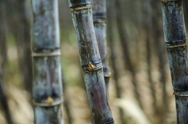 Bitkilerin yetiştiği şeker kamışı tarlası