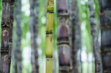 Bitkilerin yetiştiği şeker kamışı tarlası
