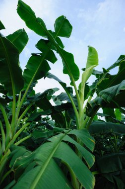 Tarlada yetişen yeşil muz ağaçları