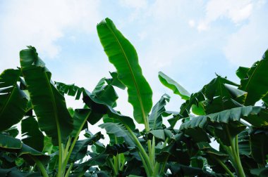 Tarlada yetişen yeşil muz ağaçları