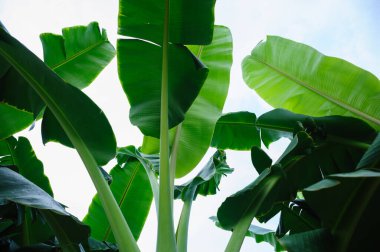 Tarlada yetişen yeşil muz ağaçları