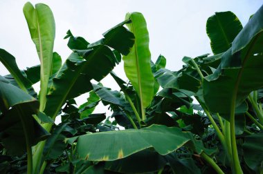 Tarlada yetişen yeşil muz ağaçları