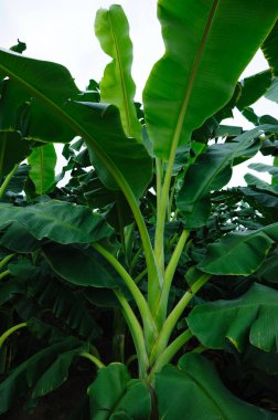 Tarlada yetişen yeşil muz ağaçları