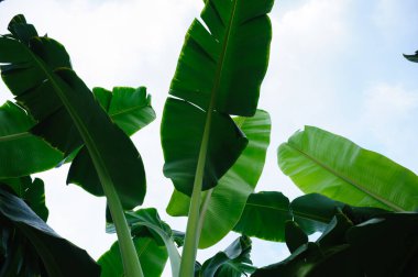 Tarlada yetişen yeşil muz ağaçları