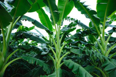 Tarlada yetişen yeşil muz ağaçları