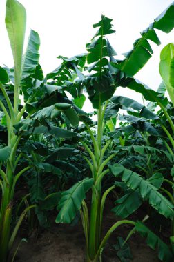 Tarlada yetişen yeşil muz ağaçları