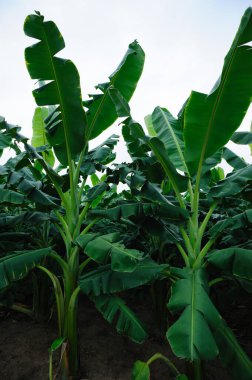 Tarlada yetişen yeşil muz ağaçları