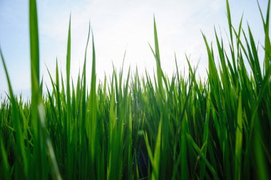 Gökyüzünün altında yeşil pirinç tarlası