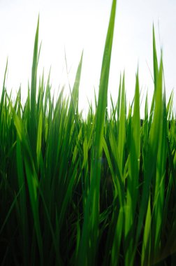 Gökyüzünün altında yeşil pirinç tarlası