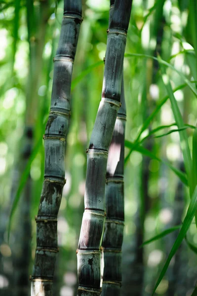 Сахарный Тростник Растениями — стоковое фото