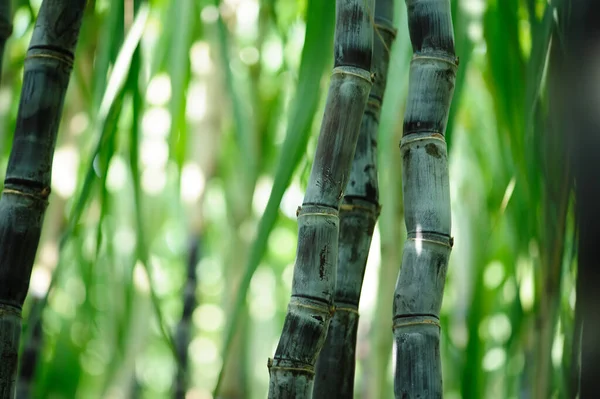 Sugarcane Field Plants Growing — Stock Photo, Image