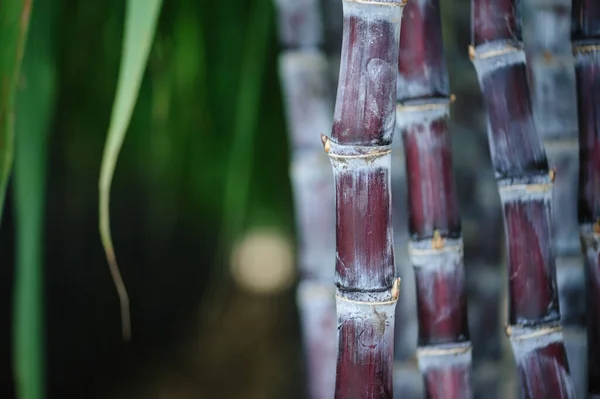 Sugarcane Field Plants Growing — Stock Photo, Image