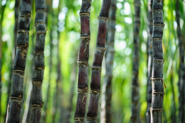 Sockerrörsfält Med Växter Som Växer — Stockfoto